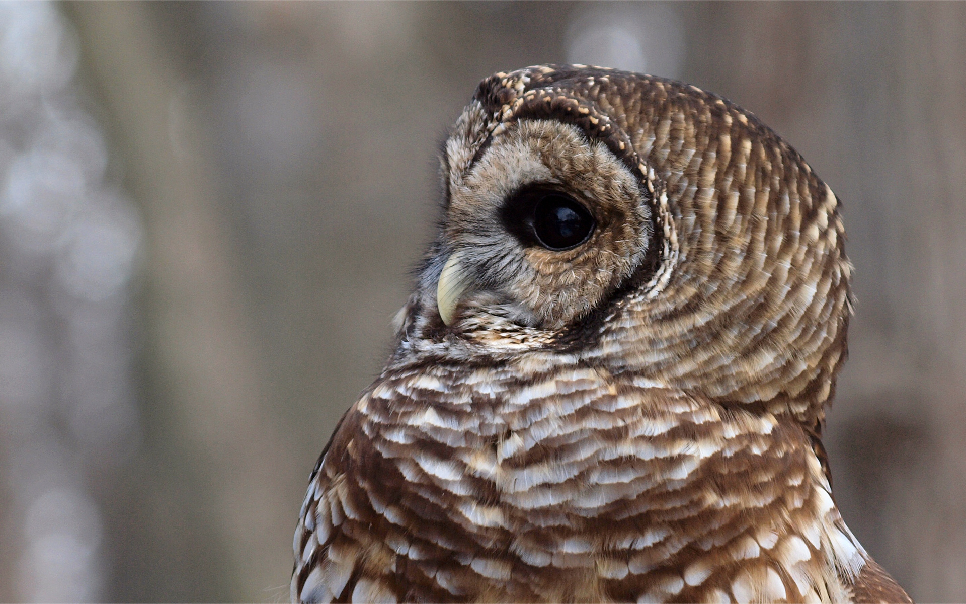 , strix varia, , Barred owl, ,  