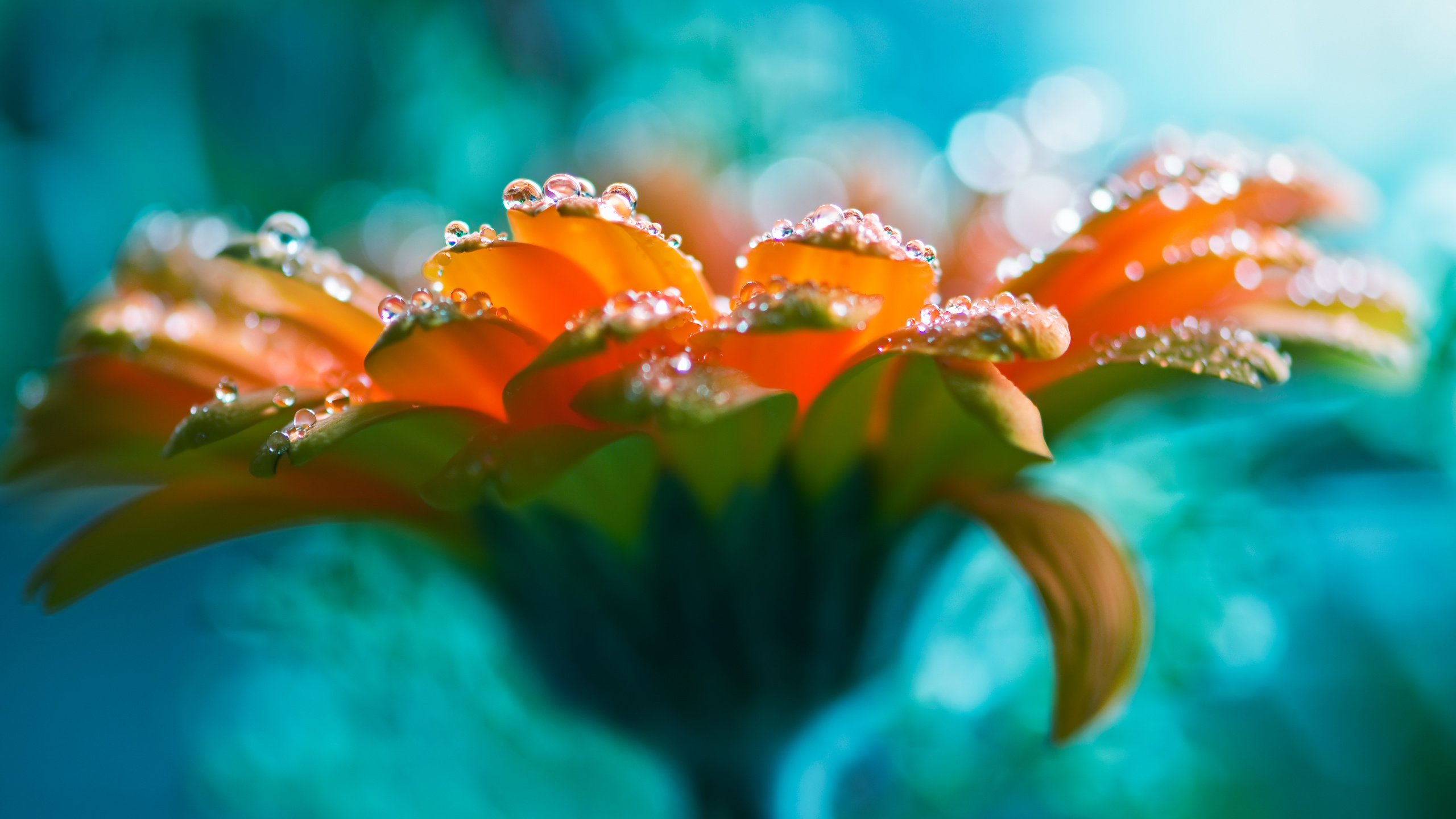 lucid flower, rose, water drops, beautiful,  , ,  , 