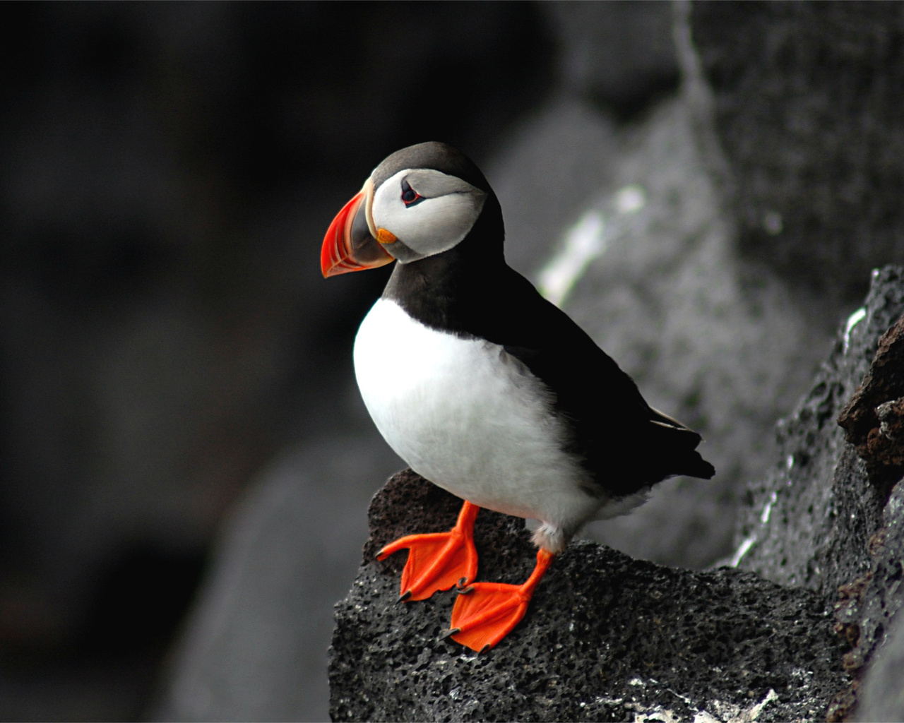 , fratercula arctica, puffin, ,  