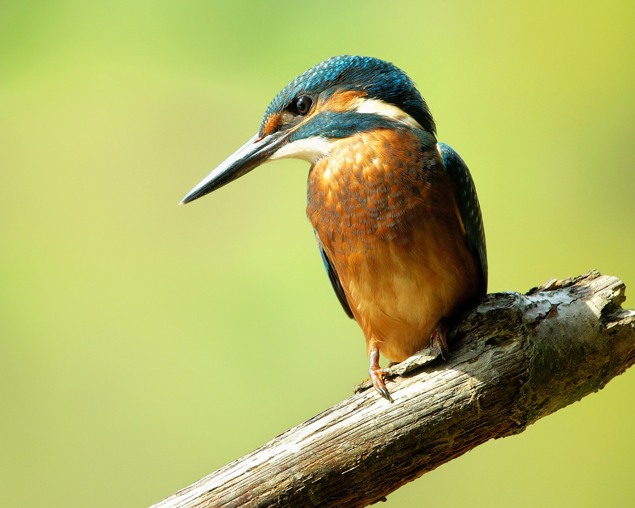  , alcedo atthis, , , kingfisher