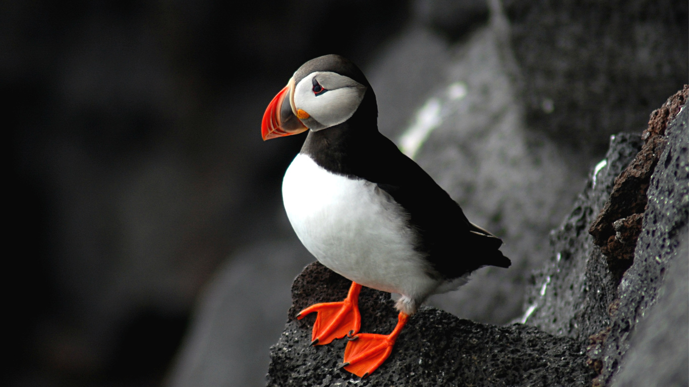 , fratercula arctica, puffin, ,  