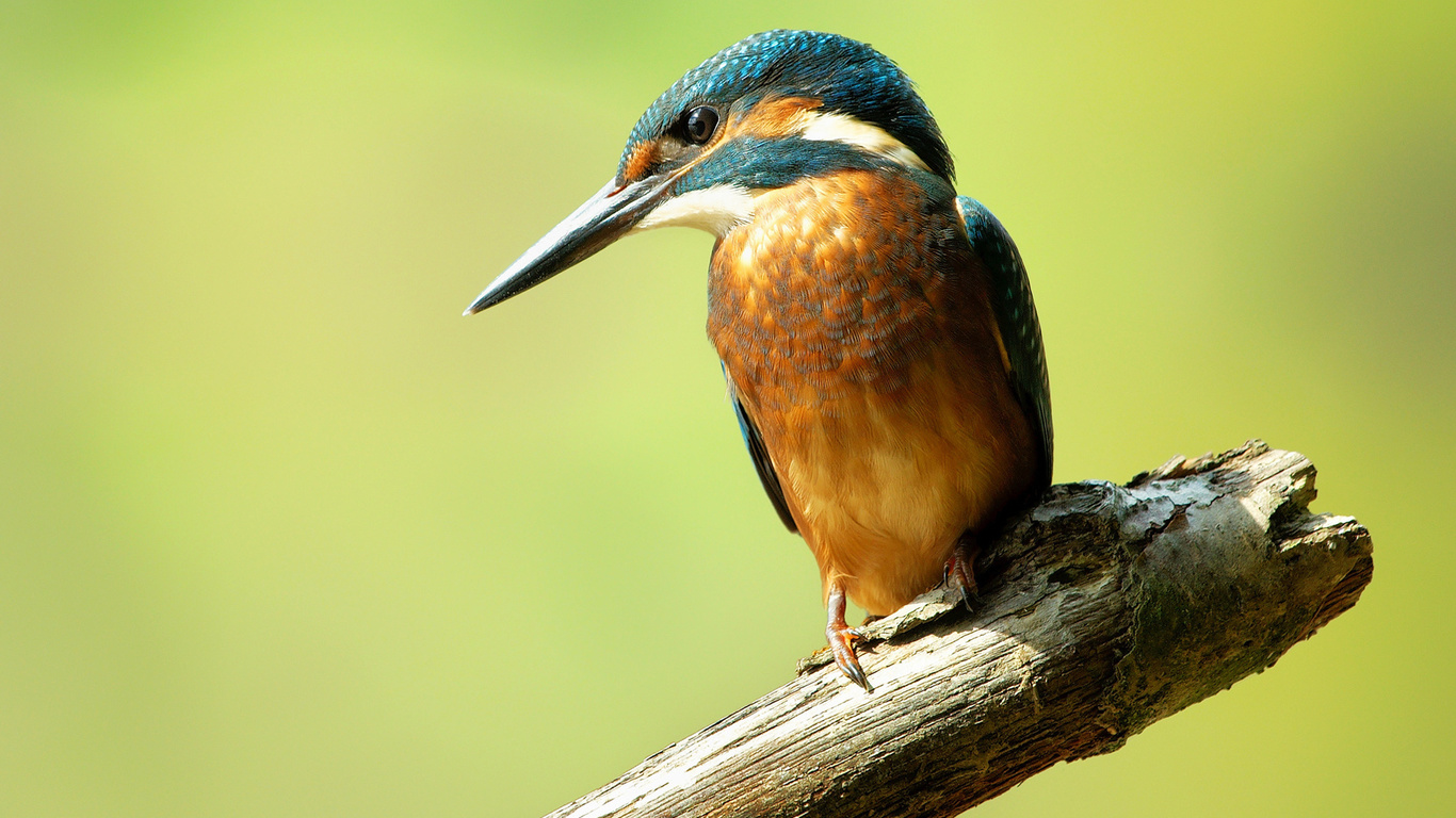  , alcedo atthis, , , kingfisher