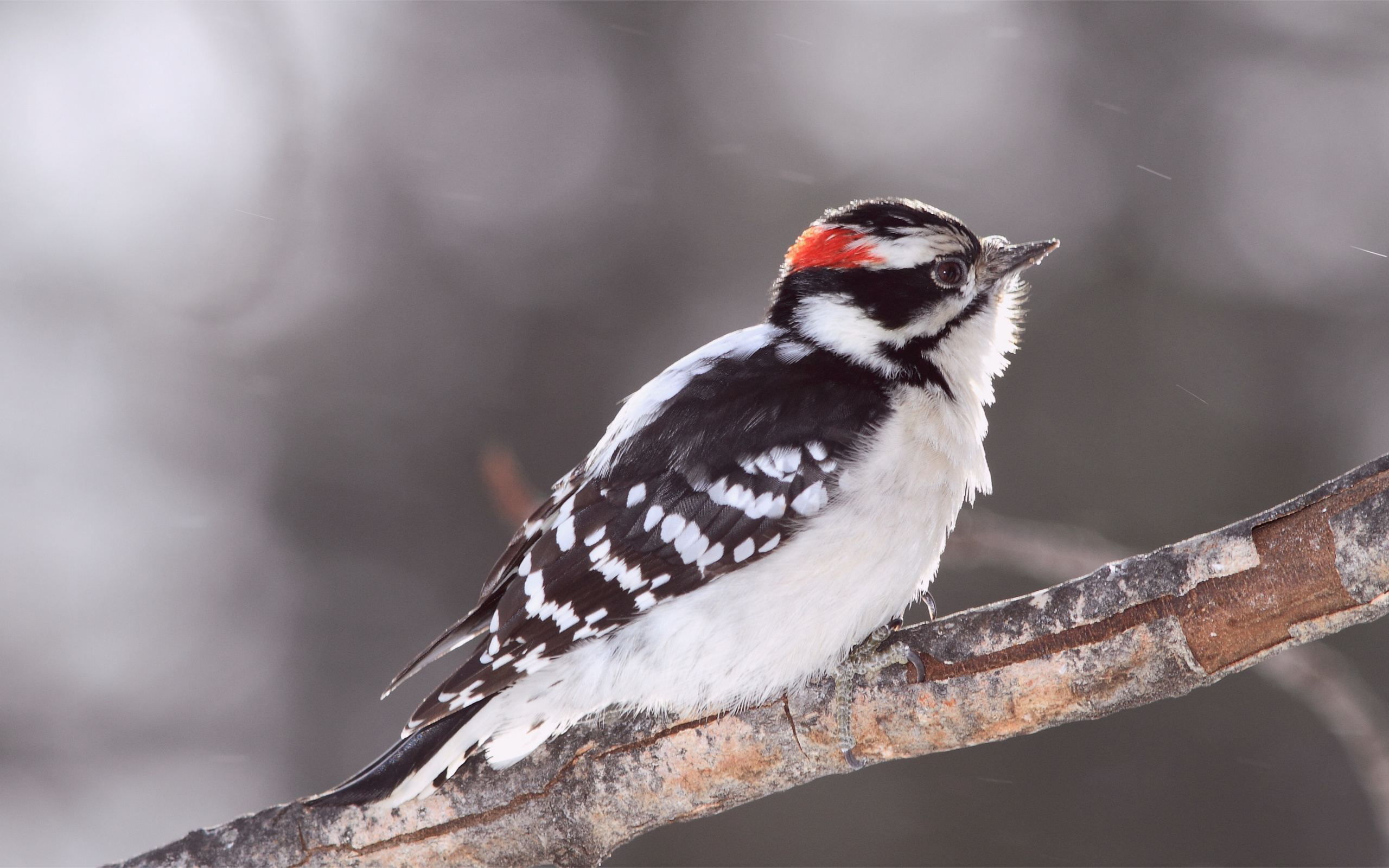 Bird,  , , , woodpecker, 