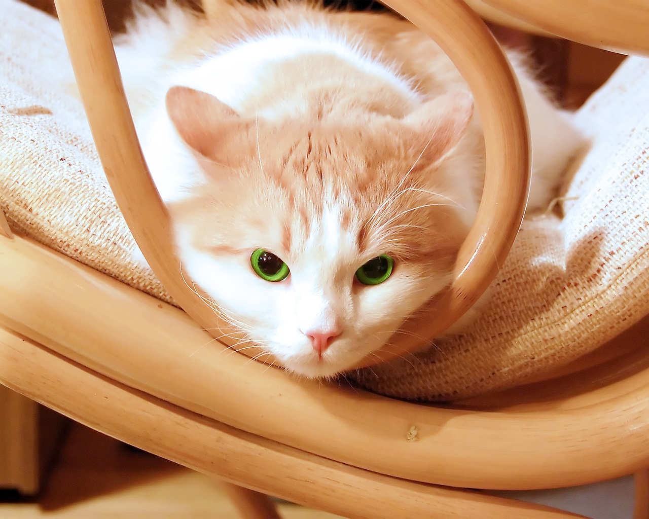 , chair, , green, kitty, , beautiful, eyes, kitten, Cat