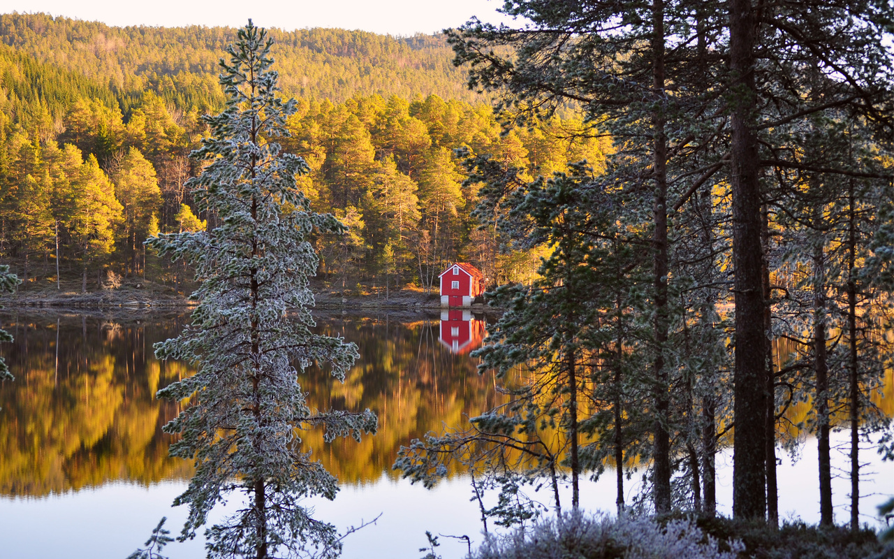 autumn, , , Norway, , , forest, , , 