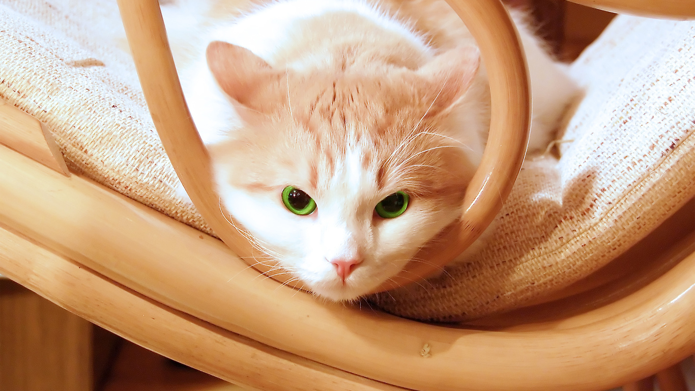 , chair, , green, kitty, , beautiful, eyes, kitten, Cat