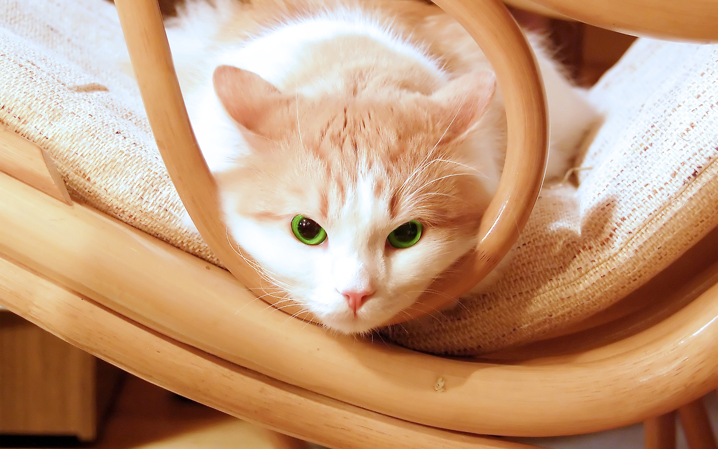 , chair, , green, kitty, , beautiful, eyes, kitten, Cat