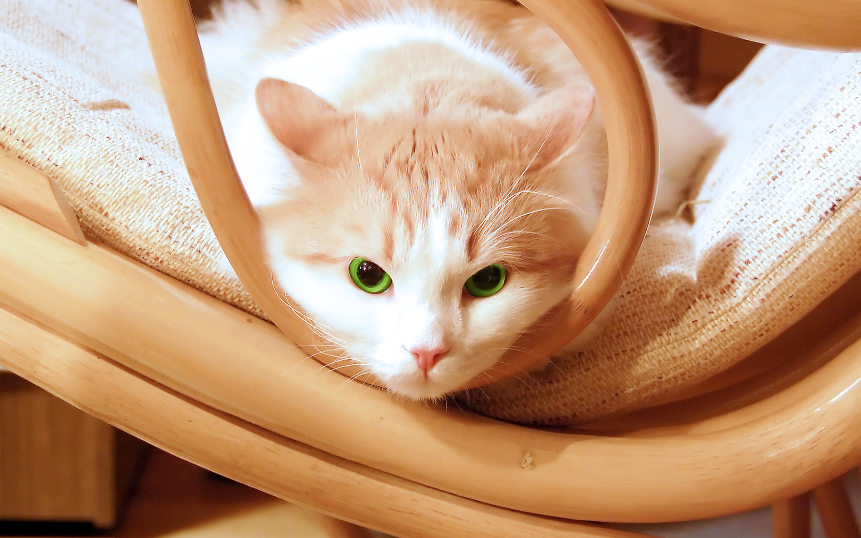 , chair, , green, kitty, , beautiful, eyes, kitten, Cat