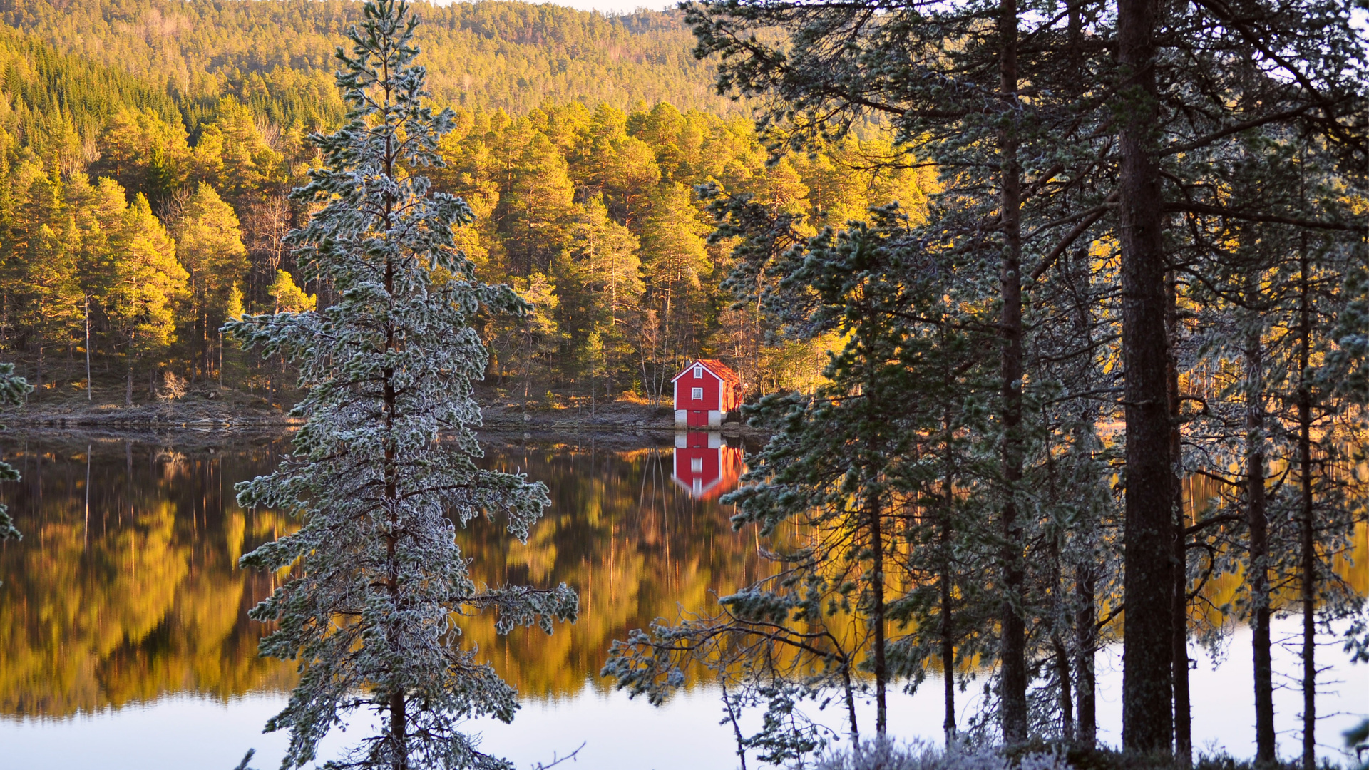 autumn, , , Norway, , , forest, , , 