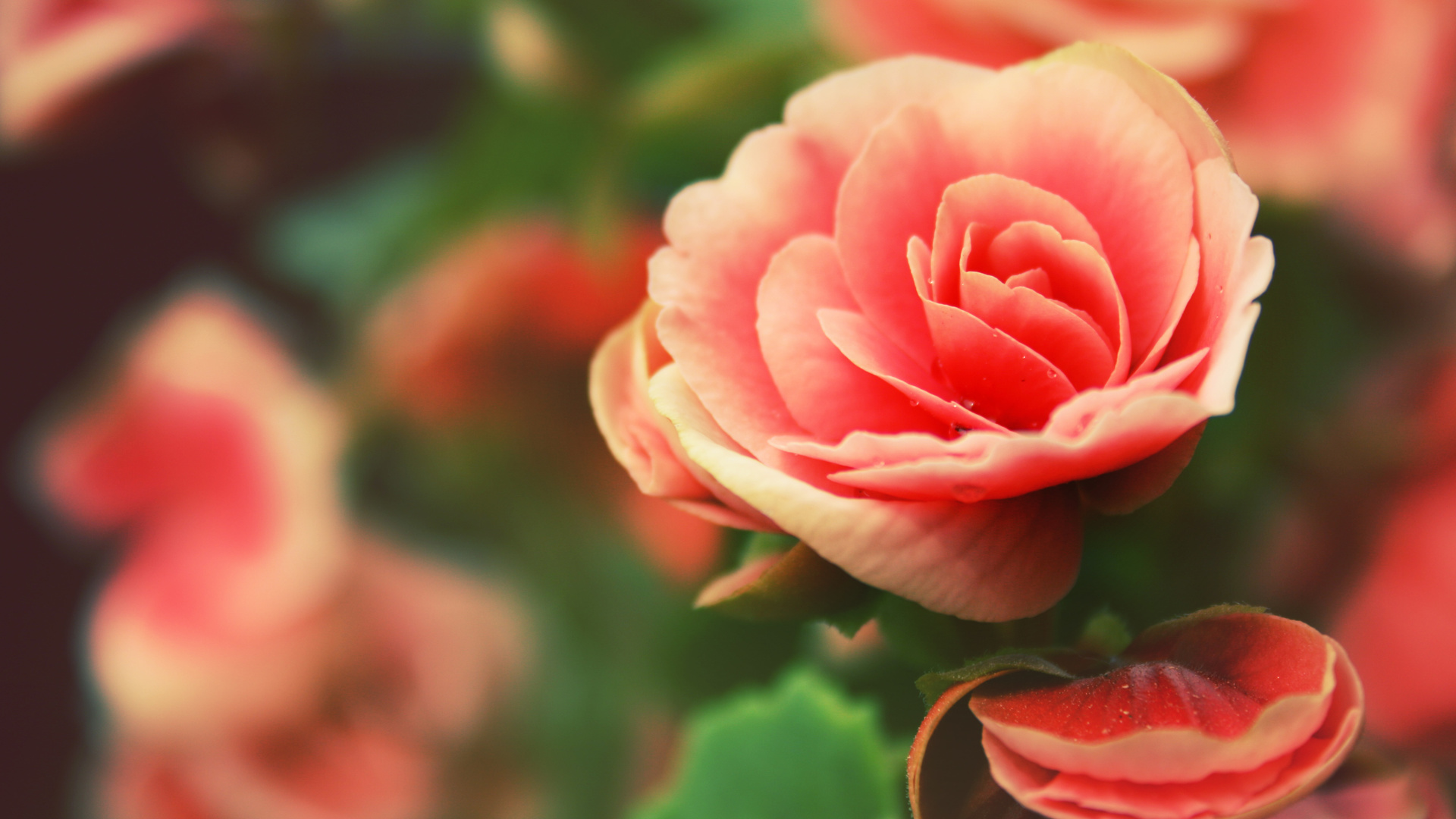 , flowers, rose, , , 