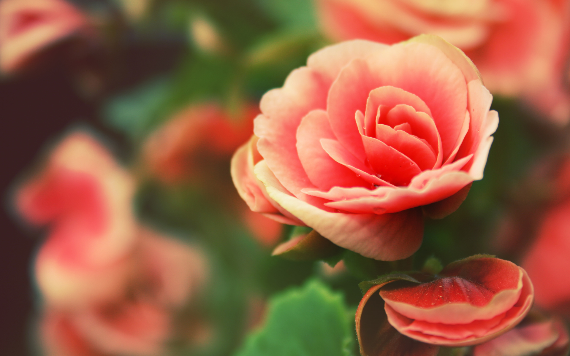 , flowers, rose, , , 