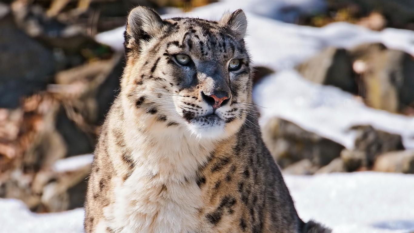 snow leopard, uncia uncia,  , , , 