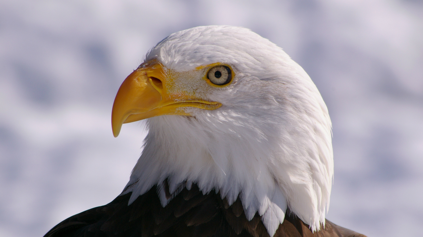 , bald eagle, , , bird,  