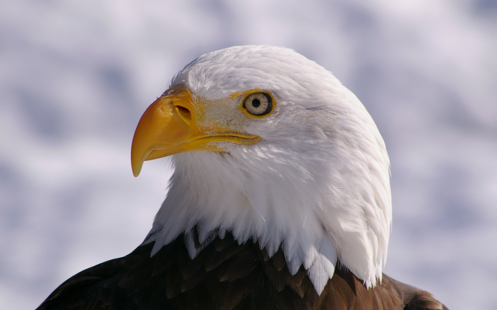 , bald eagle, , , bird,  