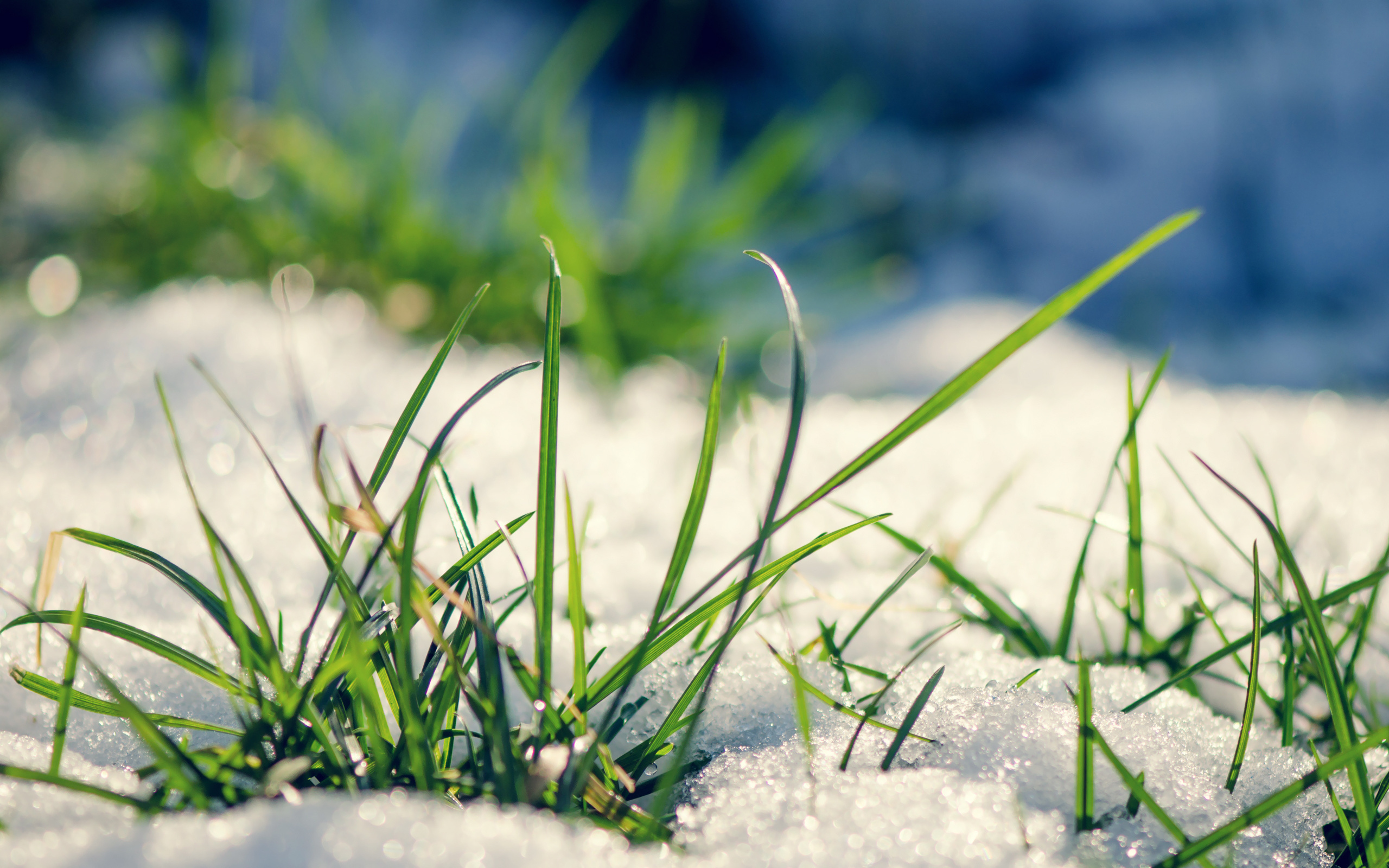 Тает снег и солнце ярко. Весенняя трава. Весенняя природа.