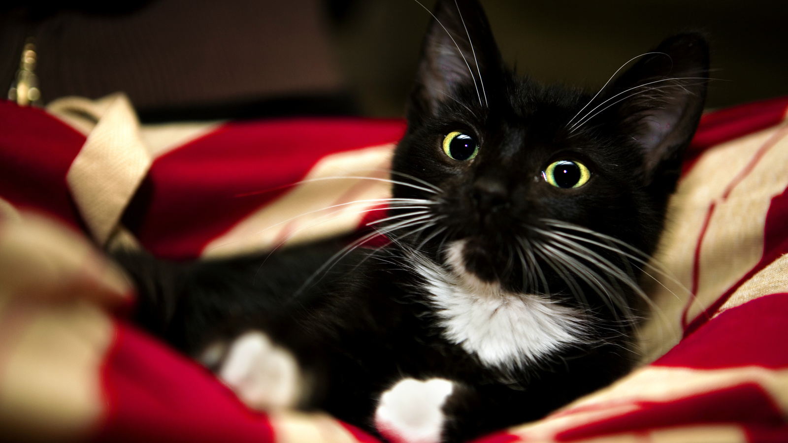 , sweet, kitten, , white, cat, black, paw, blanket, pet, Red, animal