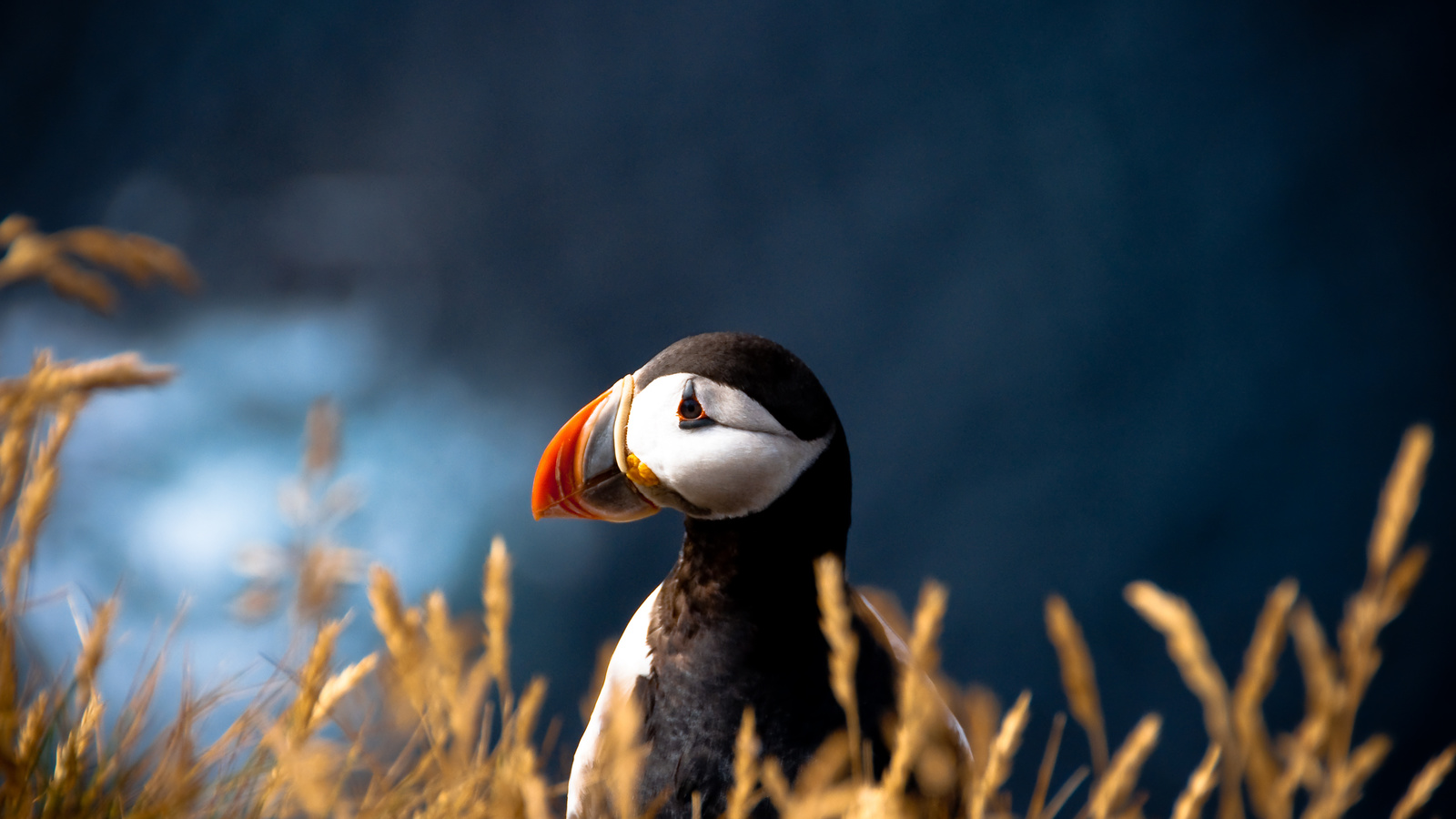 puffin, fratercula arctica, ,  , 