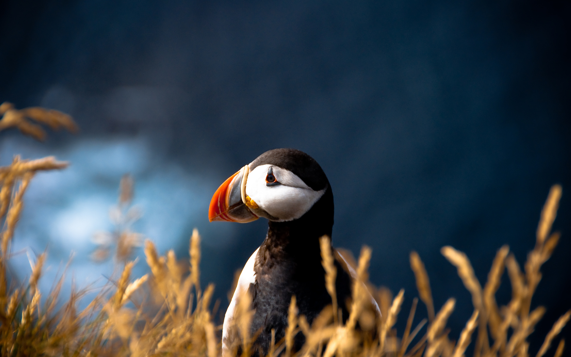 puffin, fratercula arctica, ,  , 