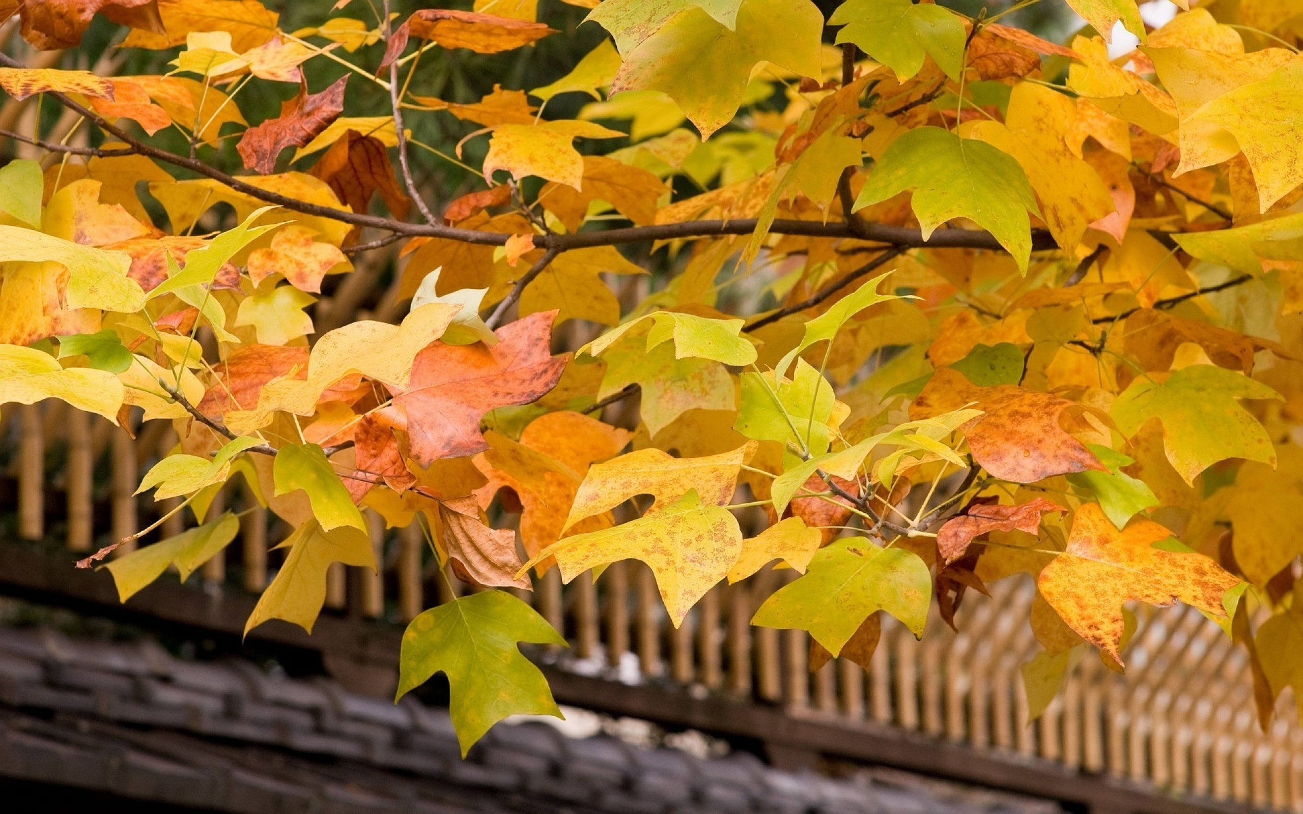 Листья желтые по краям. Осень фото на рабочий стол. Листья осенью. Золотая осень. Тема осень.