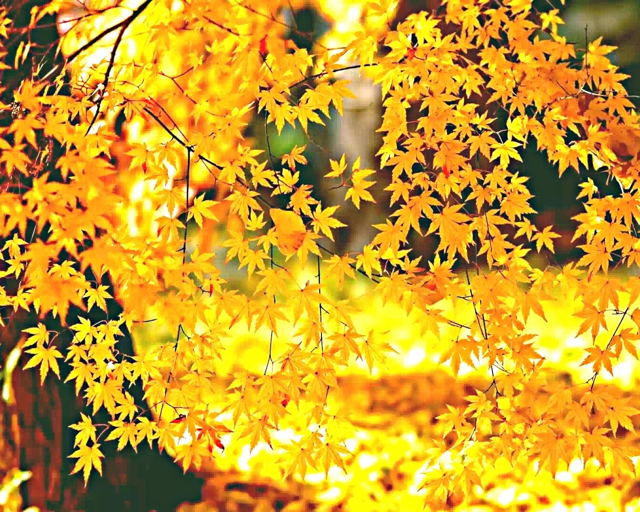 Листья желтые по краям. Желтый лист. Желтый листопад. Золотая листва. Осень листопад.