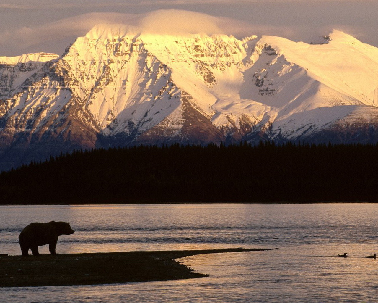 mountain, snow sunset, lake, bear