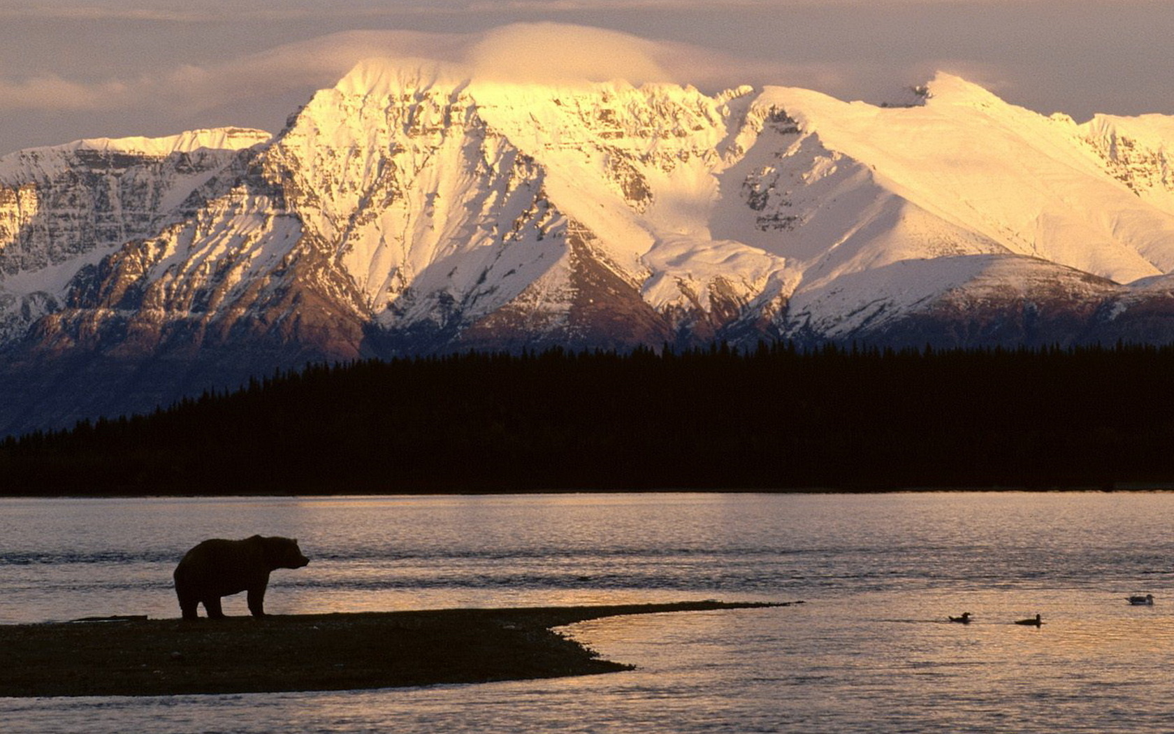 mountain, snow sunset, lake, bear