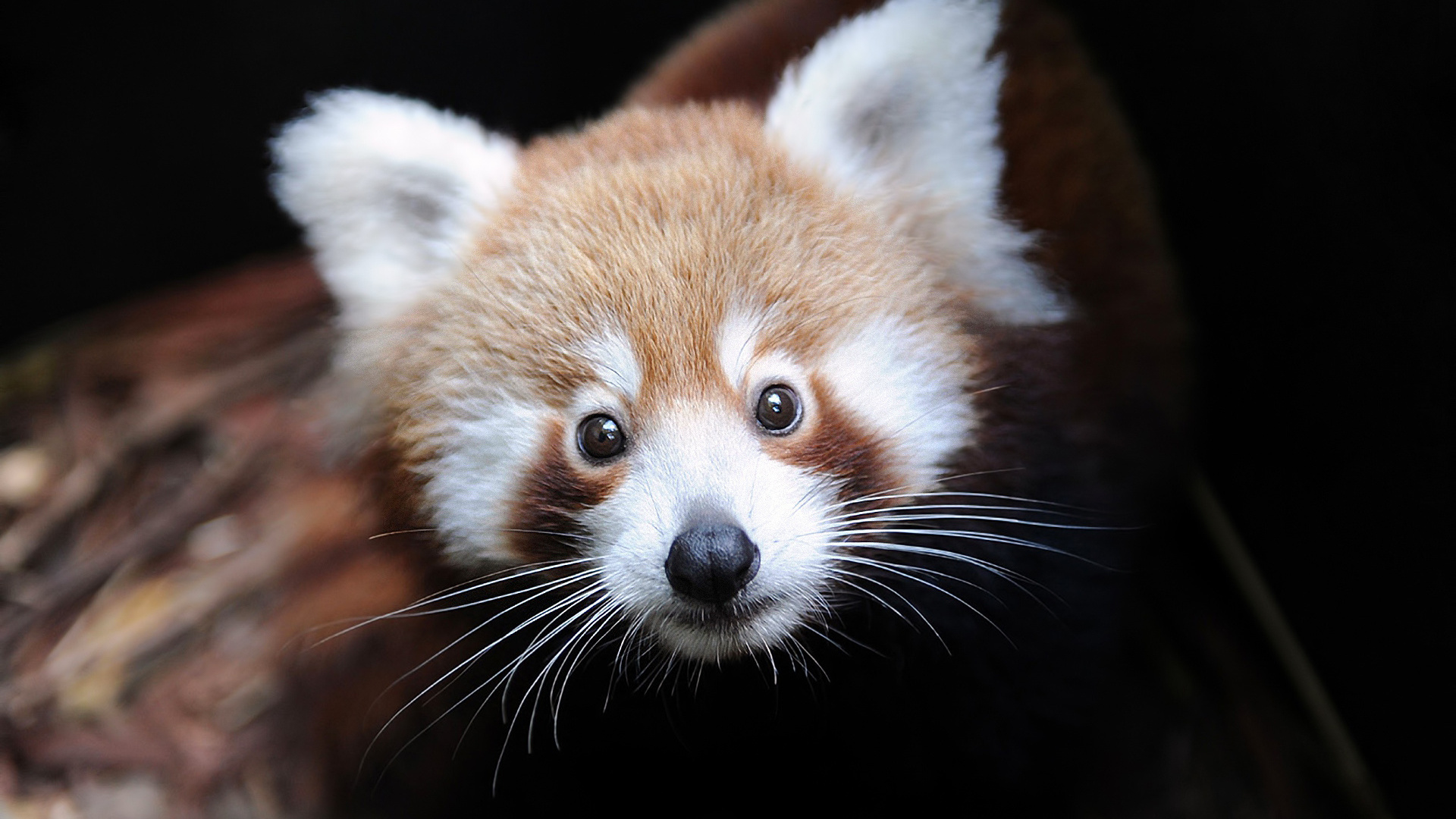 Firefox, ailurus fulgens,  