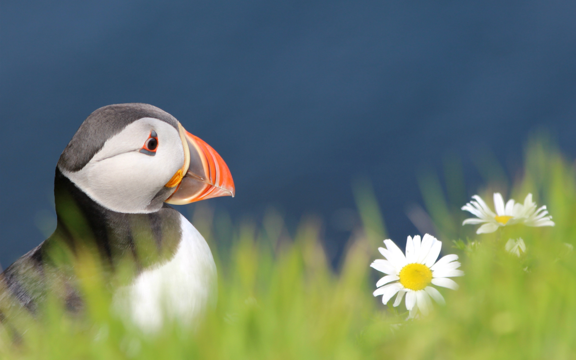 fratercula arctica,  , bird, puffin, , 