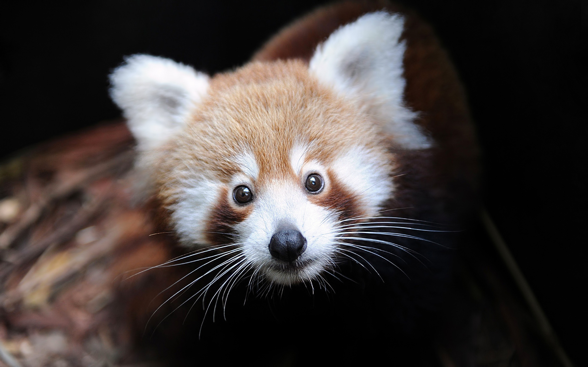 Firefox, ailurus fulgens,  