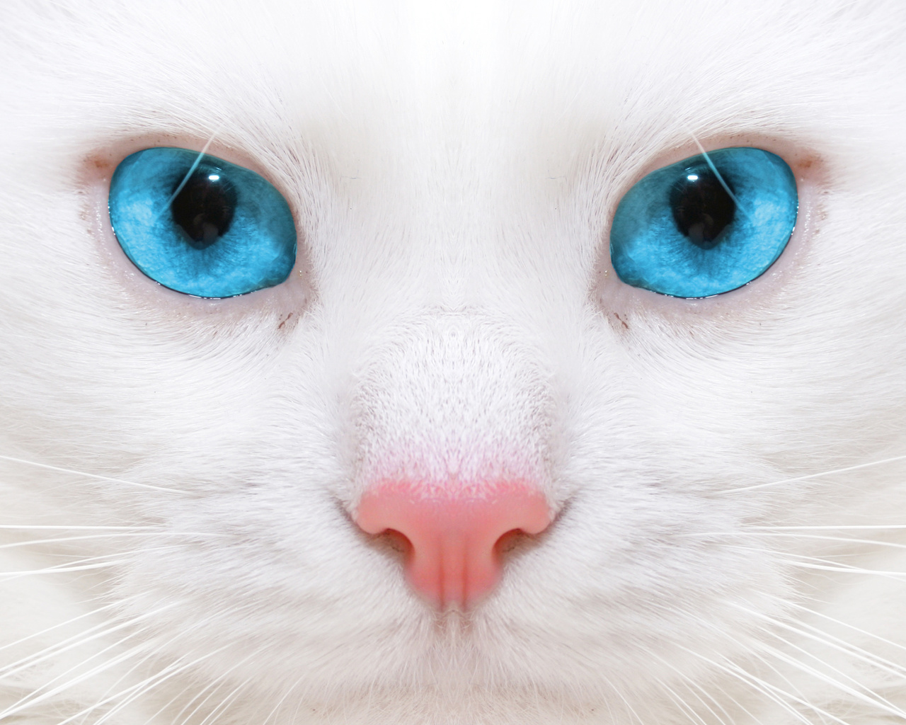   , Beautiful white cat, close up, kitten, micro