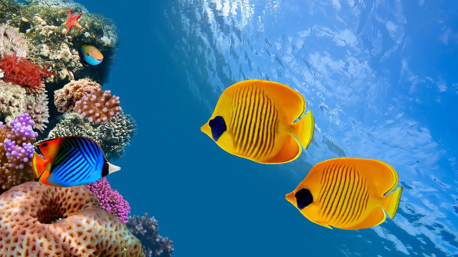 coral colony, reef, siam bay, thailand, fish, ocean, underwater,  , , siam bay, , , ,  