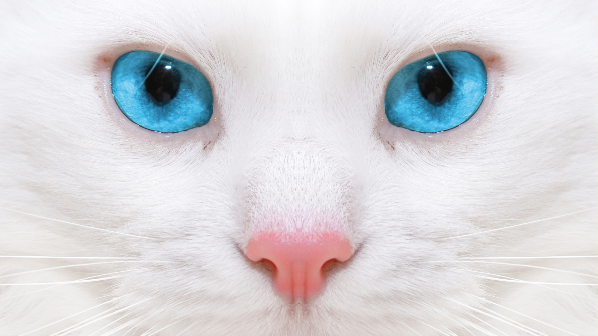   , Beautiful white cat, close up, kitten, micro