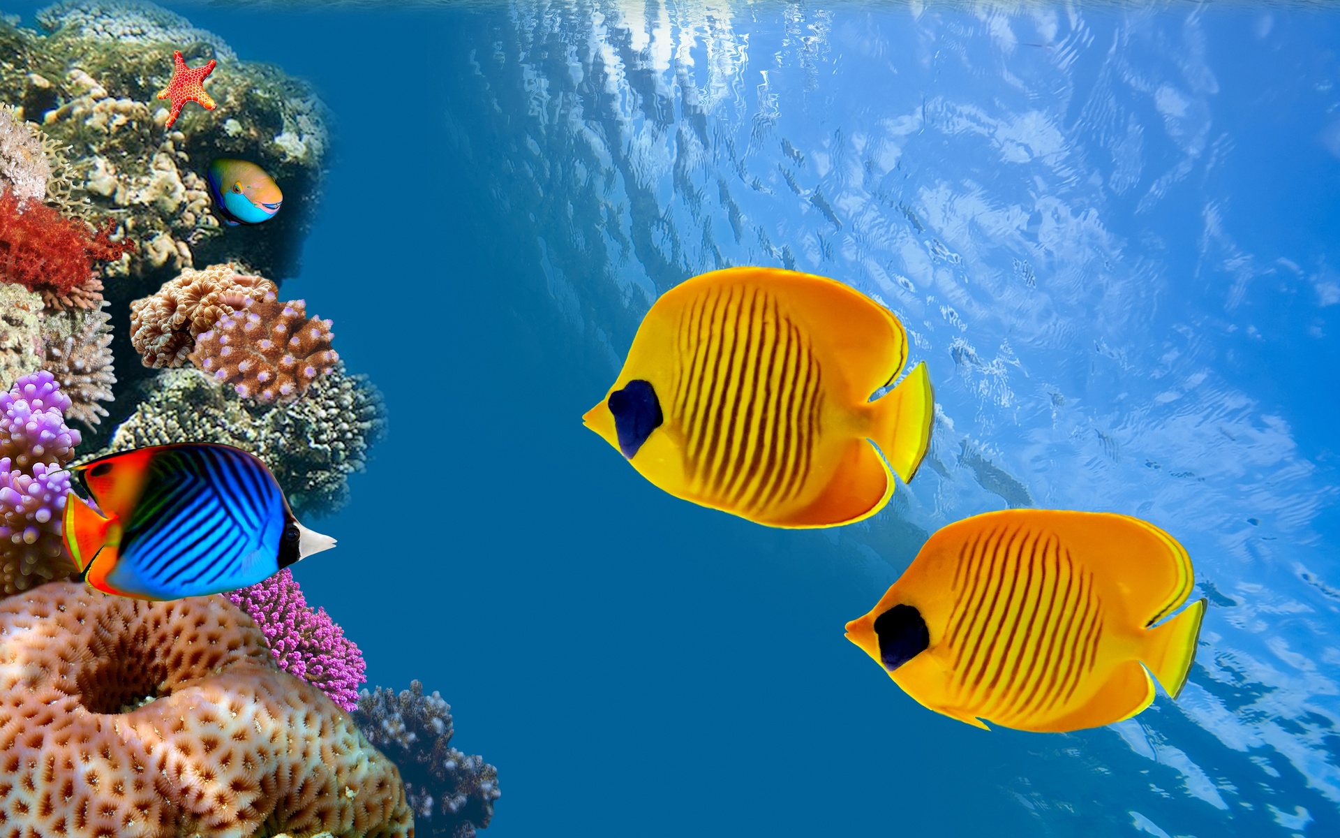 coral colony, reef, siam bay, thailand, fish, ocean, underwater,  , , siam bay, , , ,  