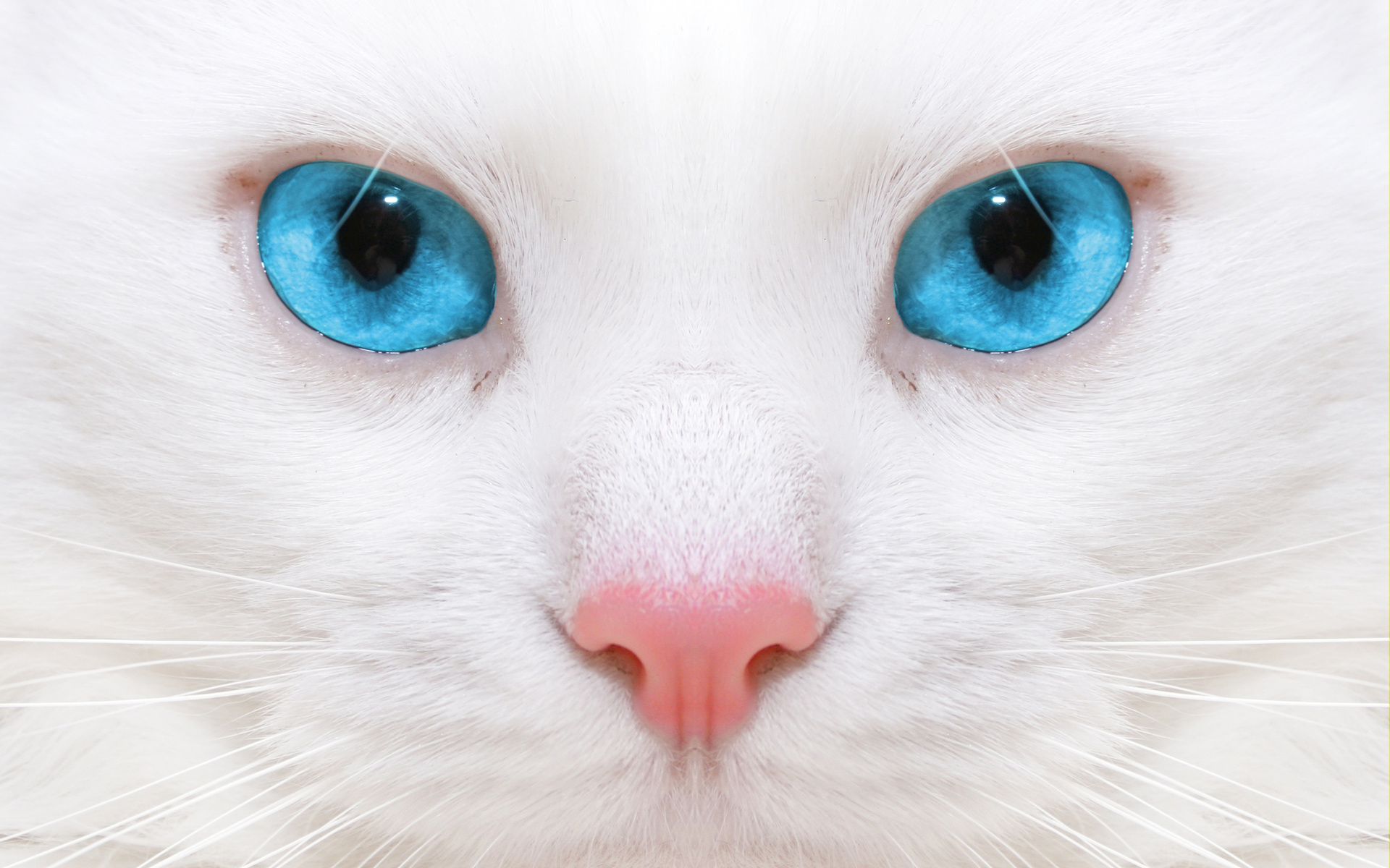  , Beautiful white cat, close up, kitten, micro