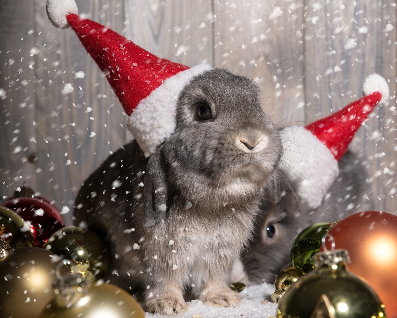  , , new year, christmas, , , , bunny, 