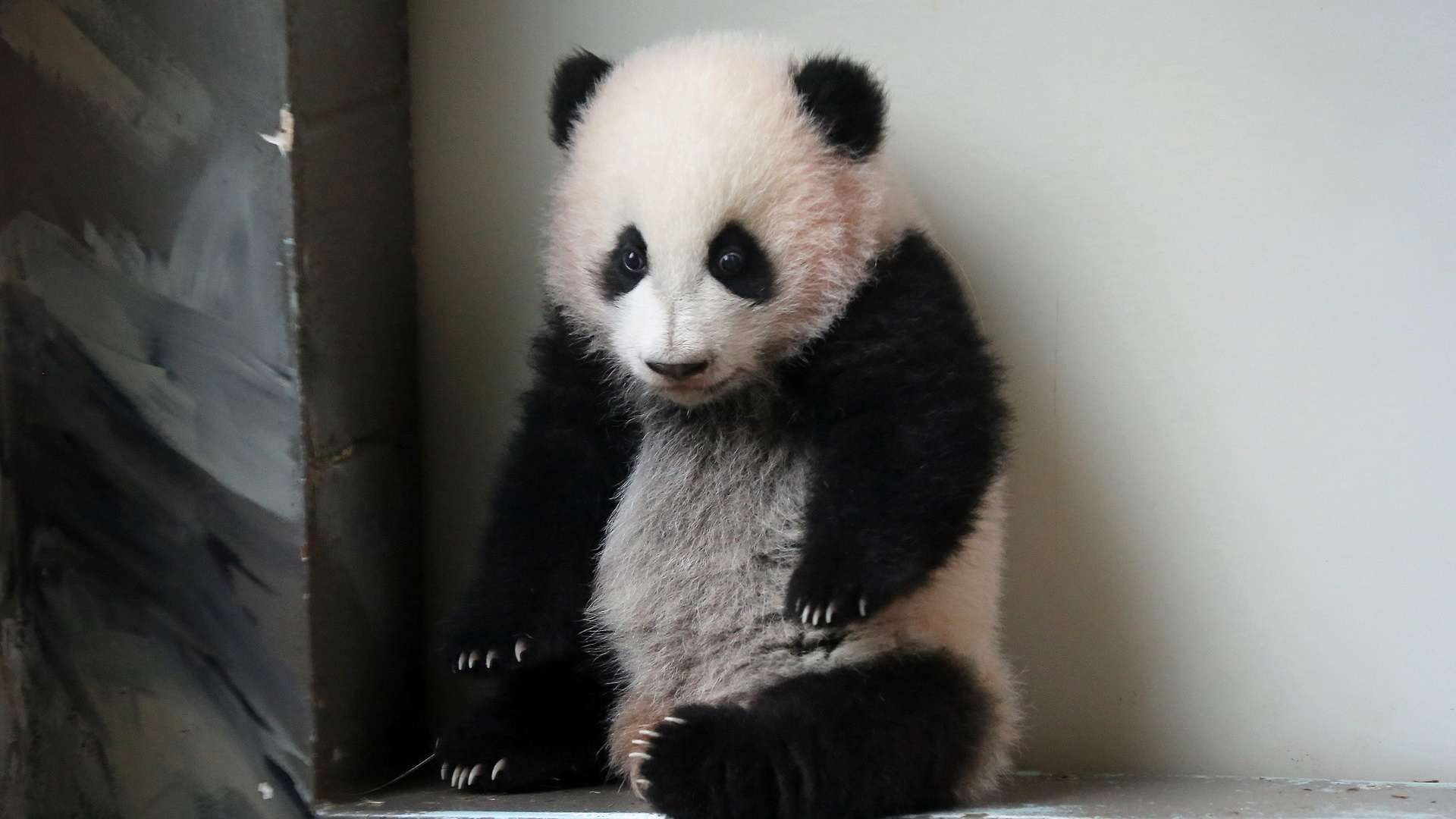 zoo, atlanta, giant panda