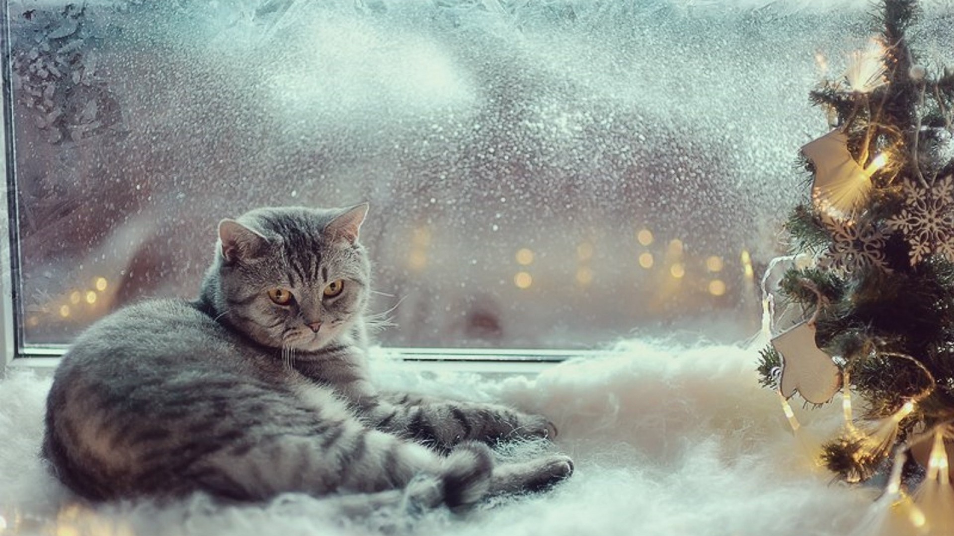  , , new year, christmas, , , , cat, , , , grumpy