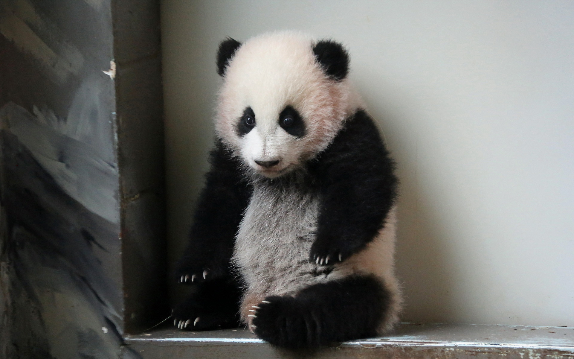 zoo, atlanta, giant panda