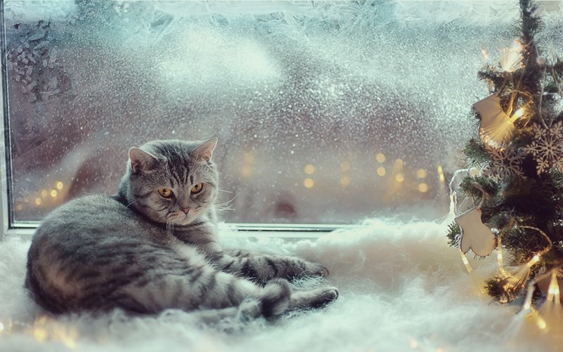 Теплая снежная зима. Кот в снегу. Кошка зима. Зимние котята. Котики у окна зимой.