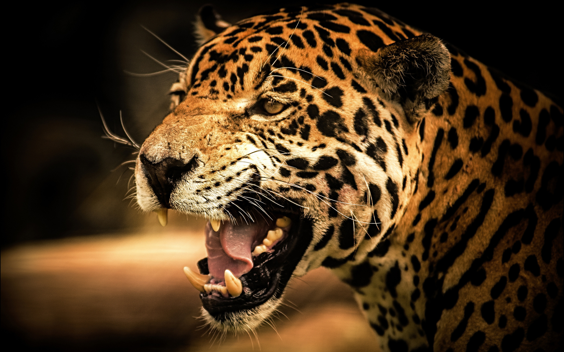 roar, view, wild, , , , Jaguar, cat, , , predator
