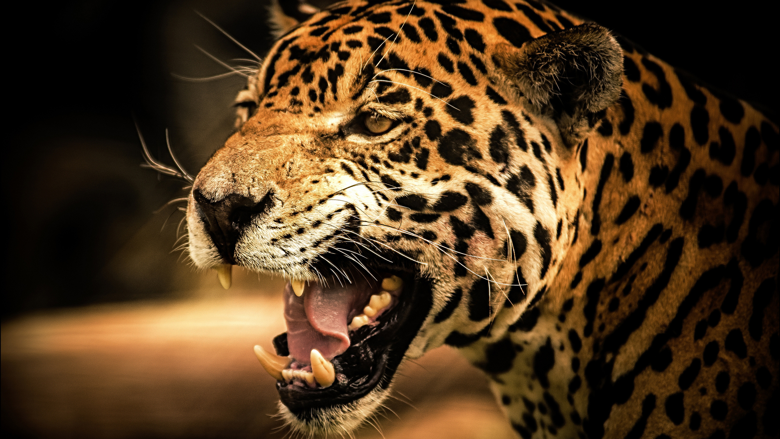 roar, view, wild, , , , Jaguar, cat, , , predator