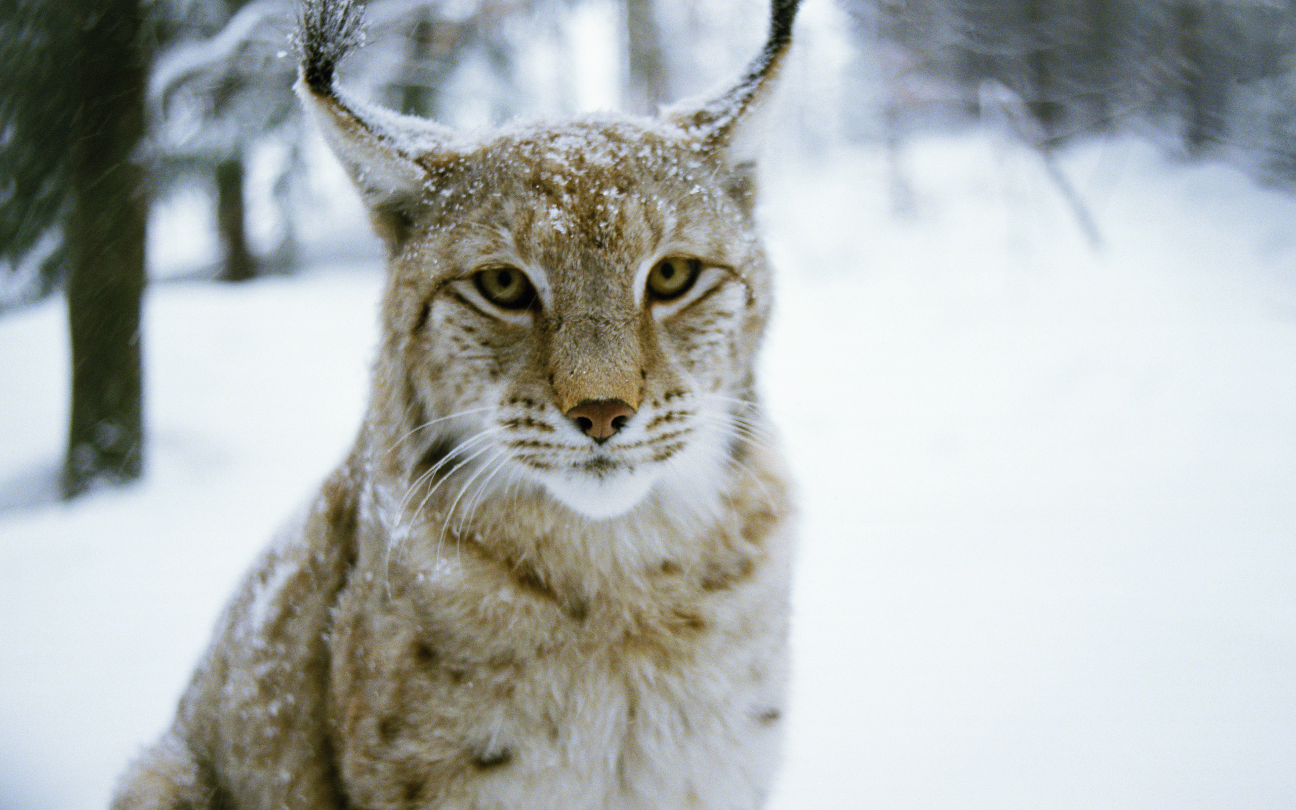 , , wood, , lynx, , winter, cat, predator, 