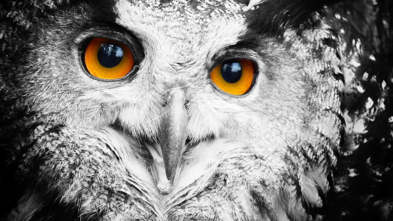, , , owl,predator