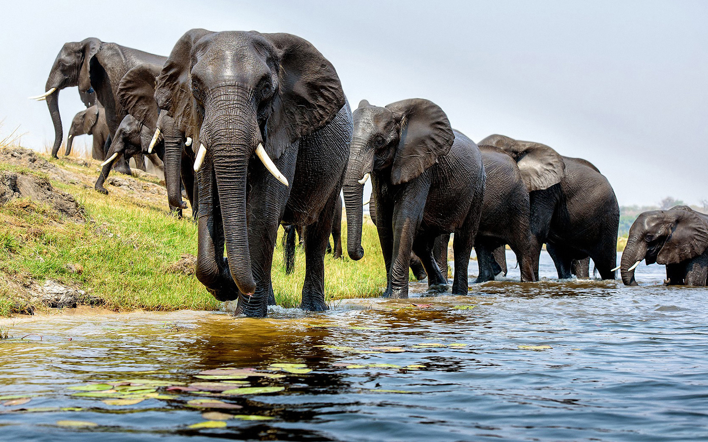 обои животные, слоны, река, брод.