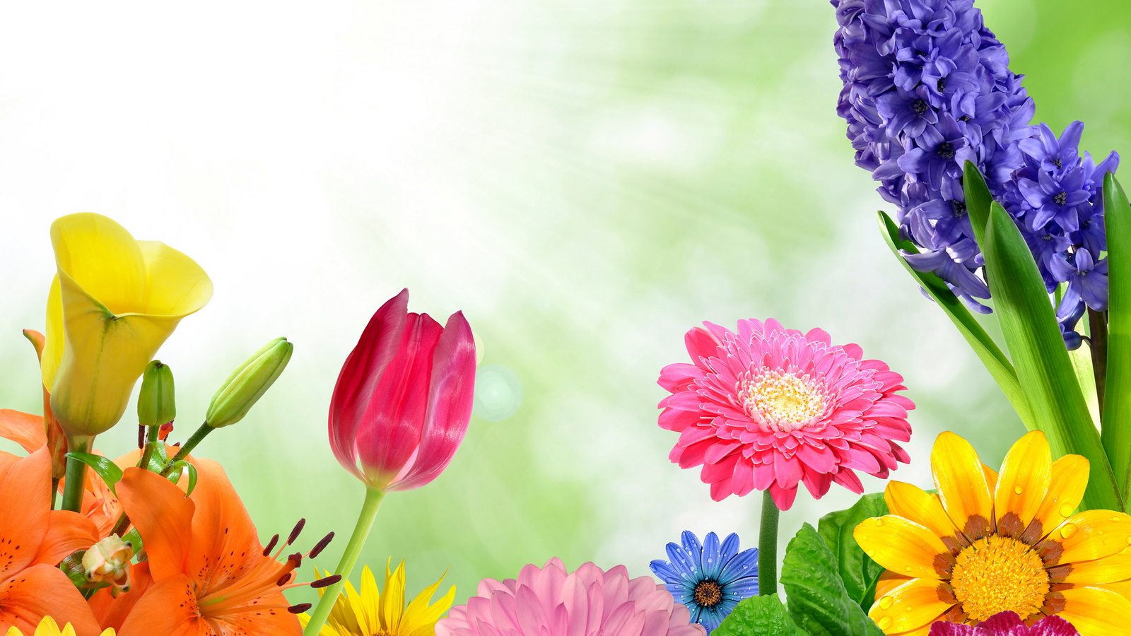 spring, flowers, colorful, gerbera, butterflies, bright, , , 