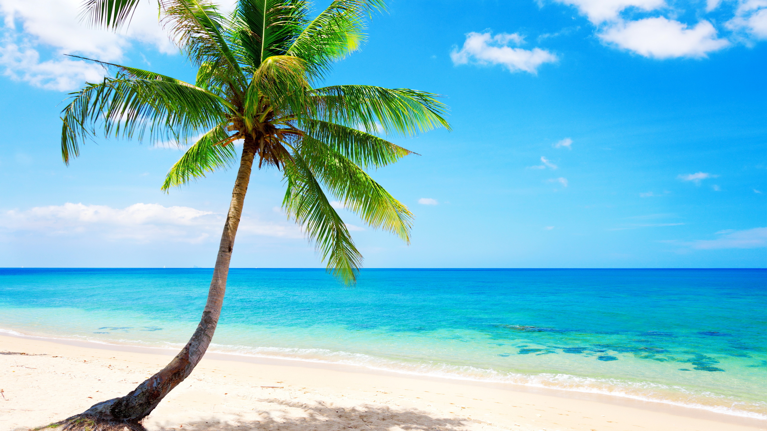 tropical, paradise, beach, coast, sea, blue, emerald, ocean, palm, summer, sand, vacation, , , , , , , , 