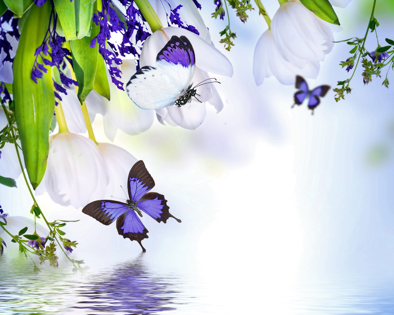 spring, blossom, tulips, purple, flowers, butterflies, reflection, water, , , , , , 