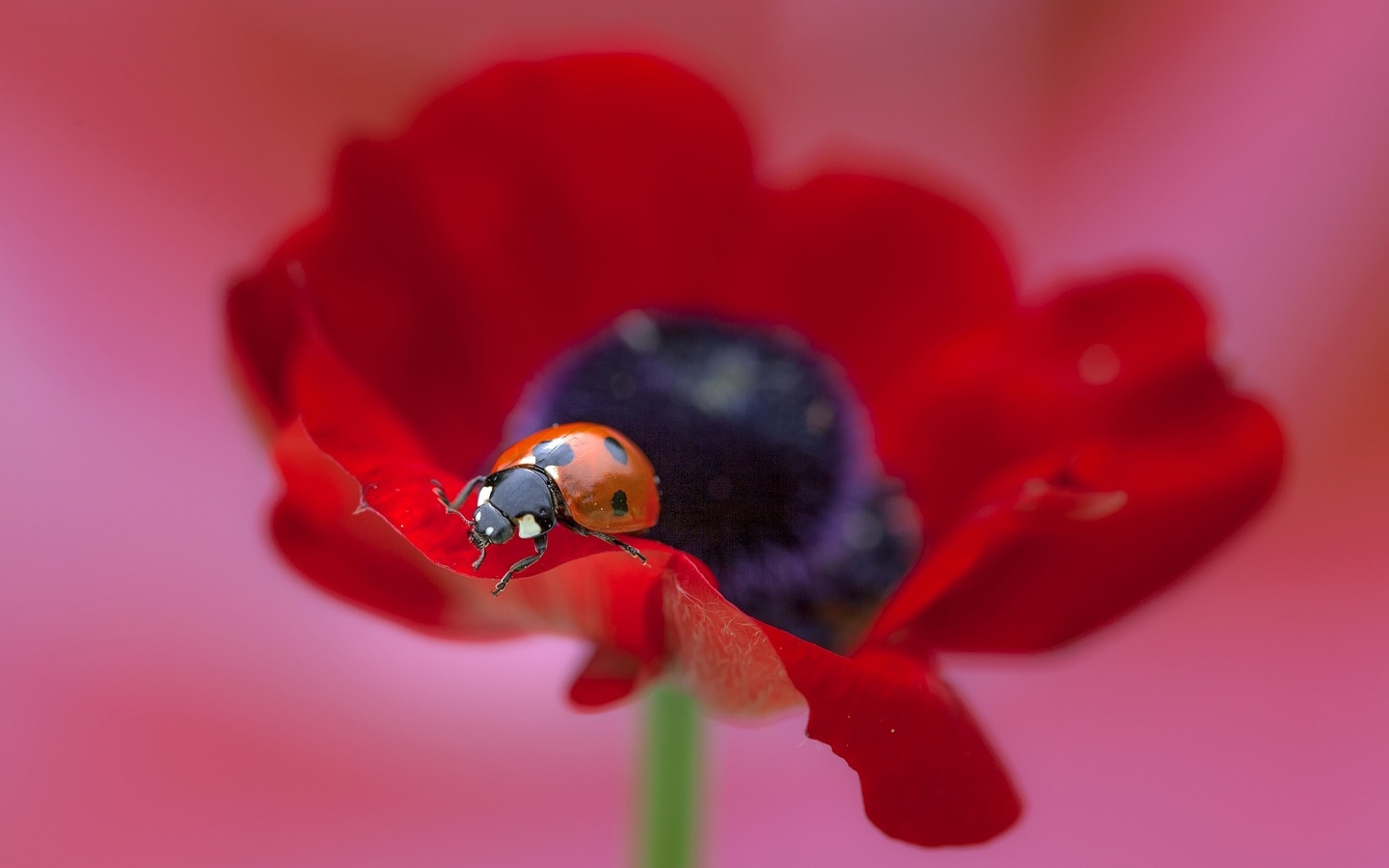 , , ,  , flower, poppy, macro, ladybug