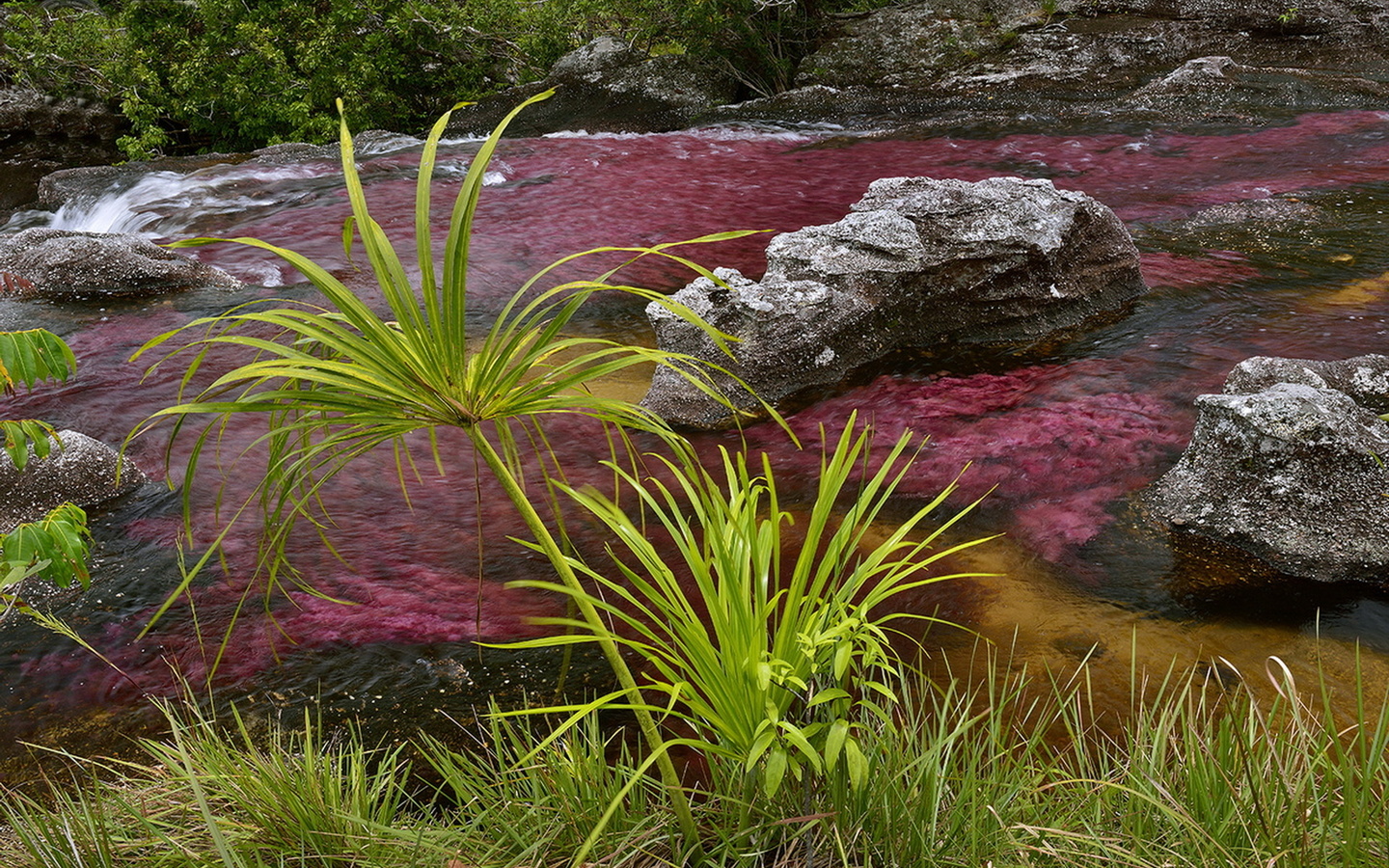 колумбия, река пяти цветов, чудеса природы, вода, камни, растения, красота