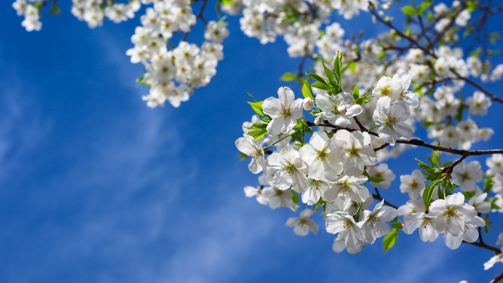 , , , , , , , , spring, tree, branches, nature, flowers, cherries, leaves, sky